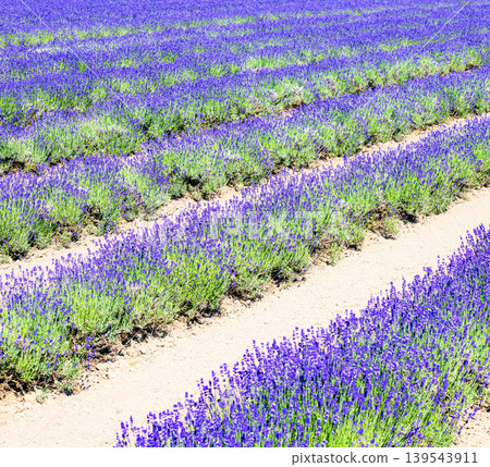 Lavender fields are an image of the refreshing summer around Furano, Hokkaido. Lavender fields are an image of the refreshing summer around Furano, Hokkaido. 139543911