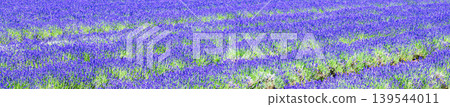 Lavender fields are a brand image of the Furano area in Hokkaido during the summer. Lavender fields are a brand image of the Furano area in Hokkaido during the summer. 139544011