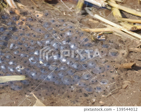 Eggs of the Ezo red frog laid in spring water Eggs of the Ezo red frog laid in spring water 139544012