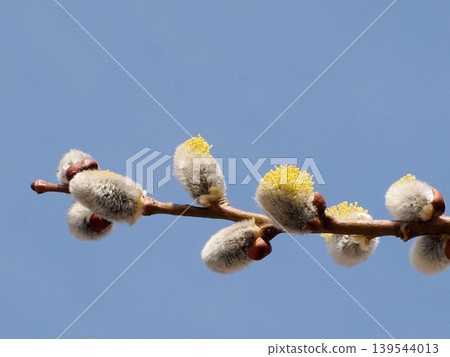 Cute pussy willow flower spikes Cute pussy willow flower spikes 139544013