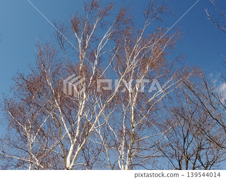 blue sky and birch trees blue sky and birch trees 139544014