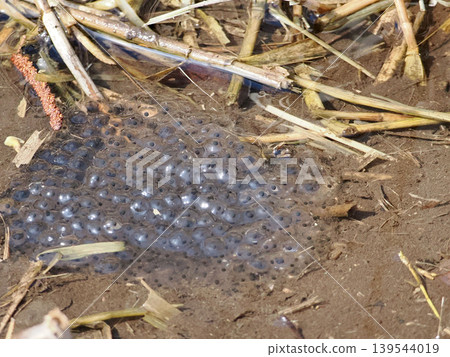 Eggs of the Ezo red frog laid in spring water Eggs of the Ezo red frog laid in spring water 139544019