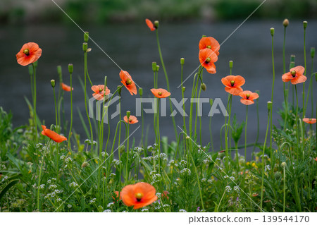 Long-horned poppy flowers blooming on the roadside Long-horned poppy flowers blooming on the roadside 139544170