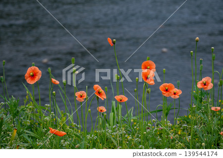 Long-horned poppy flowers blooming on the roadside Long-horned poppy flowers blooming on the roadside 139544174