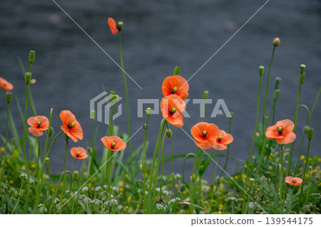 Long-horned poppy flowers blooming on the roadside Long-horned poppy flowers blooming on the roadside 139544175
