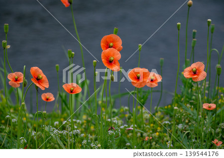 Long-horned poppy flowers blooming on the roadside Long-horned poppy flowers blooming on the roadside 139544176