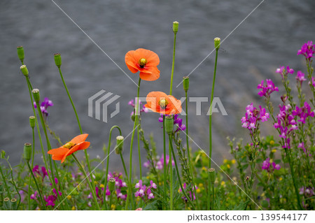 Long-horned poppy flowers blooming on the roadside Long-horned poppy flowers blooming on the roadside 139544177