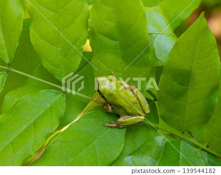 Japanese tree frog on a leaf 139544182