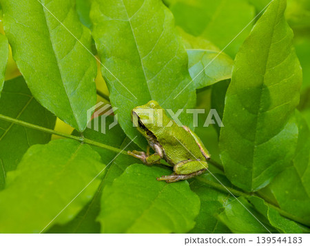 Japanese tree frog on a leaf Japanese tree frog on a leaf 139544183
