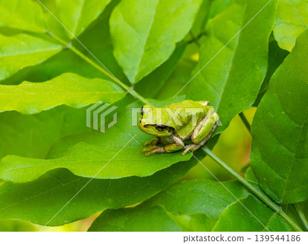 Japanese tree frog on a leaf Japanese tree frog on a leaf 139544186