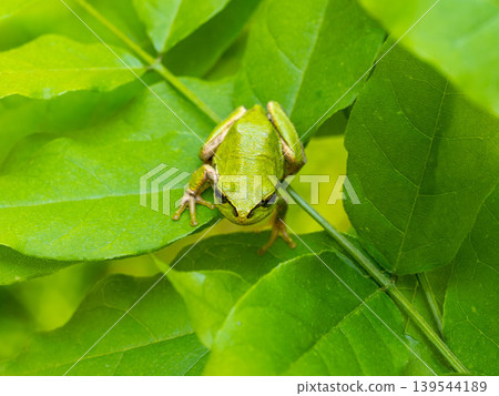 Japanese tree frog on a leaf 139544189