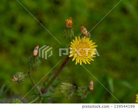 Nogashi's yellow flower Nogashi's yellow flower 139544199