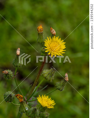 Nogashi's yellow flower Nogashi's yellow flower 139544202