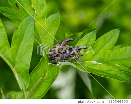 Male and female weevil weevil on the leaves Male and female weevil weevil on the leaves 139544203