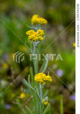 黃花黃花 黃花黃花 139544206