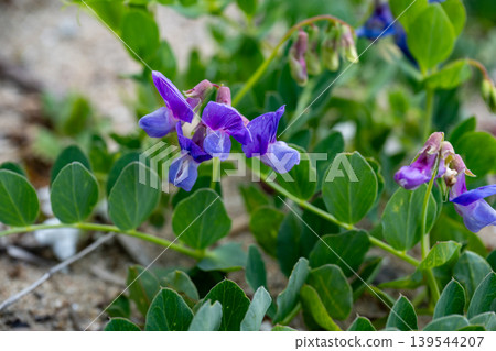 Beach pea flowers growing on the sandy beach. Beach pea flowers growing on the sandy beach. 139544207