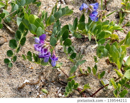 沙灘上生長著海濱豌豆花。 沙灘上生長著海濱豌豆花。 139544211