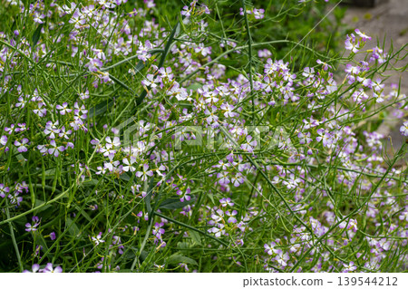 Many sea radishes are blooming near the sea. Many sea radishes are blooming near the sea. 139544212
