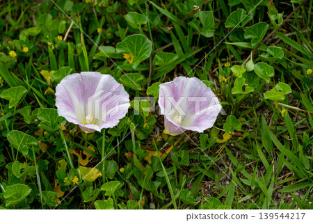 Sea Bindweed Blooming on the River Bank Sea Bindweed Blooming on the River Bank 139544217