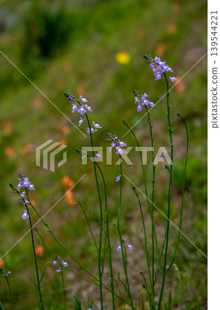 Blue toadflax flowers Blue toadflax flowers 139544221