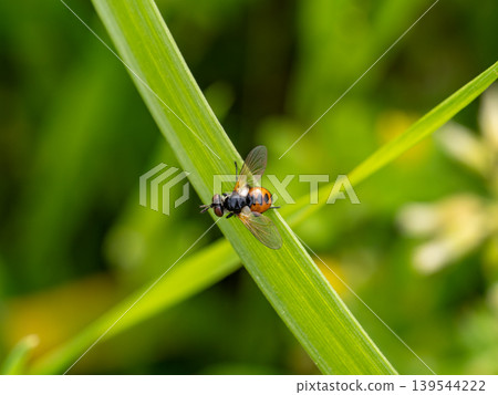 A flat-spotted parasitic fly on the grass A flat-spotted parasitic fly on the grass 139544222