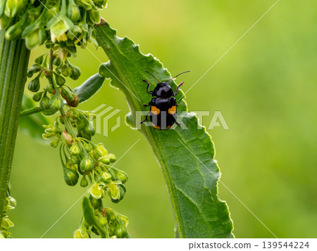 A four-spotted black leaf beetle perched on a dock leaf. 139544224