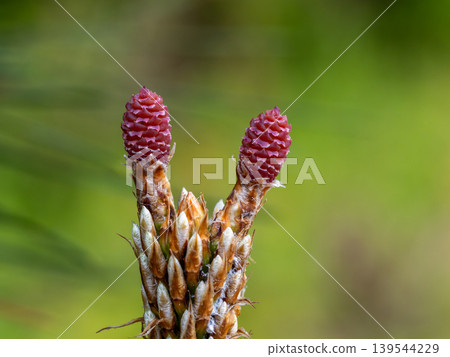 Female flower of Kuromatsu 139544229
