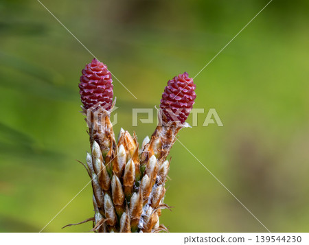 Female flower of Kuromatsu 139544230