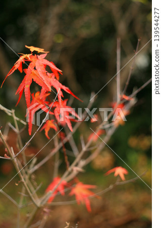 A bright red maple A bright red maple 139544277