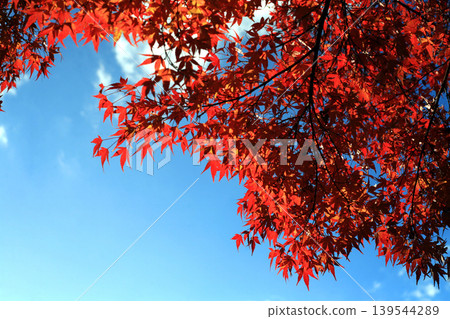 Bright red leaves and blue sky 139544289