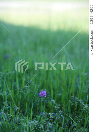 Red clover on the riverbed Red clover on the riverbed 139544293