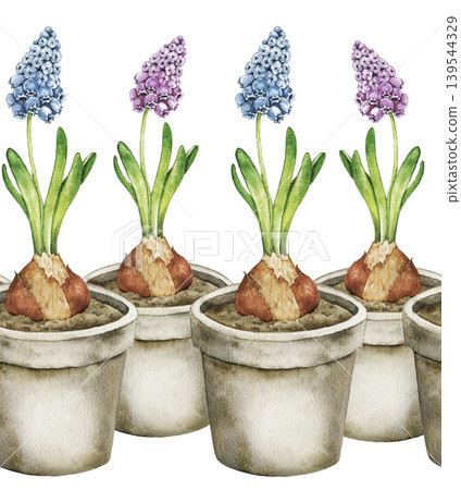 Watercolor seamless border with hyacinth and muscari flowers bulbs in pots arranged in horizontal composition. Spring botanical illustration for wallpaper, nursery decor and textile print. 139544329