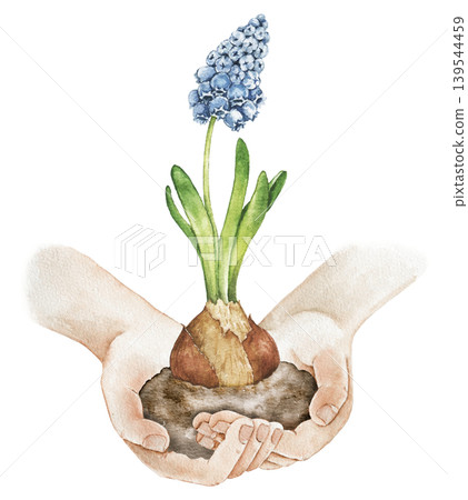 Watercolor illustration of hands holding hyacinth bulb with soil and blue flower. Botanical artwork for farming themes, wrapping paper, stationery and spring decoration use. Watercolor illustration of hands holding hyacinth bulb with soil and blue flower. Botanical artwork for farming themes, wrapping paper, stationery and spring decoration use. 139544459