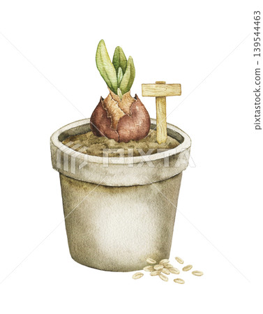 Watercolor illustration of sprouting bulb in ceramic flower pot with small garden sign and seeds. Spring botanical artwork for stationery, packaging, wrapping paper and seasonal decor. Watercolor illustration of sprouting bulb in ceramic flower pot with small garden sign and seeds. Spring botanical artwork for stationery, packaging, wrapping paper and seasonal decor. 139544463