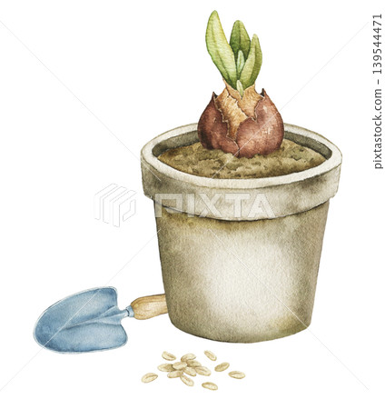 Watercolor composition with sprouting bulb in ceramic flower pot, garden trowel and seeds. Spring botanical illustration for stationery, wrapping paper, packaging and seasonal decor. Watercolor composition with sprouting bulb in ceramic flower pot, garden trowel and seeds. Spring botanical illustration for stationery, wrapping paper, packaging and seasonal decor. 139544471