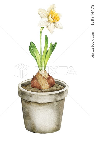 Watercolor illustration of blooming daffodil in ceramic pot with bulb and leaves. Spring botanical clip art for stationery, packaging, invitations and seasonal decoration. Watercolor illustration of blooming daffodil in ceramic pot with bulb and leaves. Spring botanical clip art for stationery, packaging, invitations and seasonal decoration. 139544478