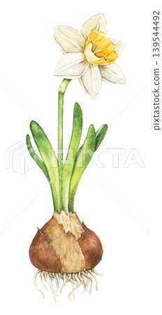 Watercolor illustration of blooming daffodil bulb with roots and green leaves. Spring botanical clip art isolated for greeting cards, wrapping paper and seasonal decoration. Watercolor illustration of blooming daffodil bulb with roots and green leaves. Spring botanical clip art isolated for greeting cards, wrapping paper and seasonal decoration. 139544492