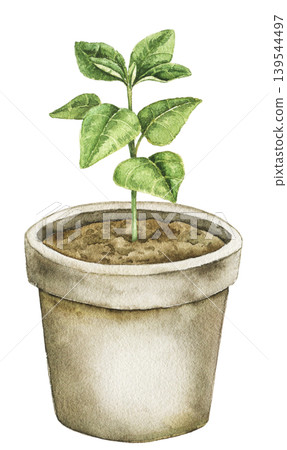 Watercolor illustration of green plant growing in ceramic flower pot. Botanical gardening element for spring decor, stationery, wrapping paper and seasonal design projects. Watercolor illustration of green plant growing in ceramic flower pot. Botanical gardening element for spring decor, stationery, wrapping paper and seasonal design projects. 139544497