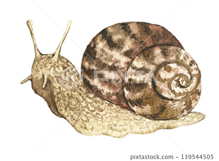 Watercolor illustration of brown garden snail with spiral shell. Botanical element for greenhouse themes, countryside decoration, farming projects and natural floral compositions. Watercolor illustration of brown garden snail with spiral shell. Botanical element for greenhouse themes, countryside decoration, farming projects and natural floral compositions. 139544505