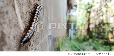 Black centipede crawling on the wall with natural bokeh effect. 139544519