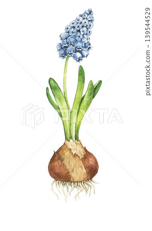 Watercolor illustration of blooming blue hyacinth with bulb and roots. Botanical element for gardening themes, spring decoration, greenhouse projects and floral compositions. Watercolor illustration of blooming blue hyacinth with bulb and roots. Botanical element for gardening themes, spring decoration, greenhouse projects and floral compositions. 139544529
