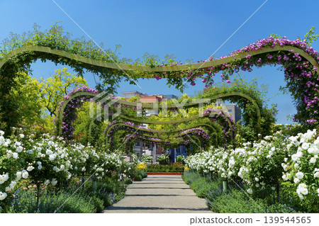 Fukuyama Rose Park on a refreshingly sunny day Fukuyama Rose Park on a refreshingly sunny day 139544565