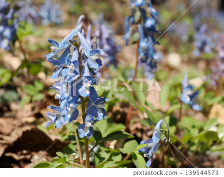延胡索藍花 延胡索藍花 139544573