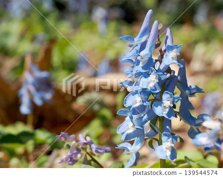 延胡索藍花 延胡索藍花 139544574
