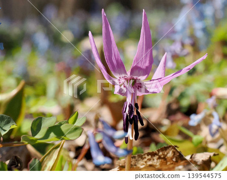 Close-up of a flower-shaped flower Close-up of a flower-shaped flower 139544575
