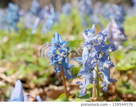 延胡索藍花 延胡索藍花 139544576