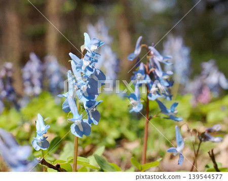 延胡索藍花 延胡索藍花 139544577