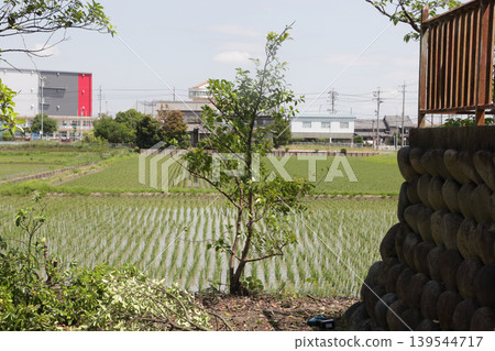 當地神社發生樹木砍伐事件 當地神社發生樹木砍伐事件 139544717