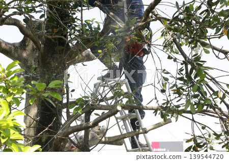 當地神社發生樹木砍伐事件 當地神社發生樹木砍伐事件 139544720
