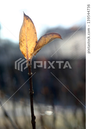 枯萎的葉子等待著春天的到來 枯萎的葉子等待著春天的到來 139544736
